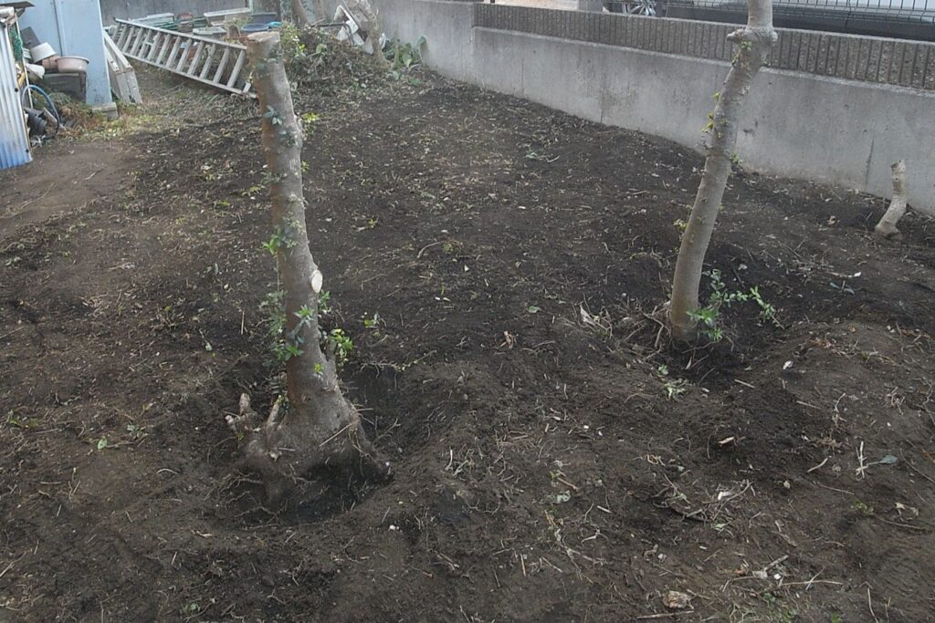 草を撤去して、木だけの状態にしました。横浜市旭区