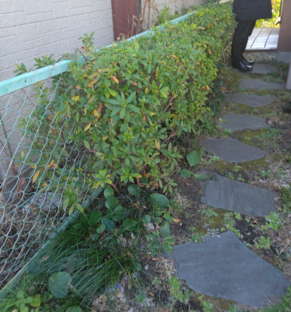 玄関までの通路の脇の部分に、樹木があり、通路が狭くなっていました。横浜市旭区