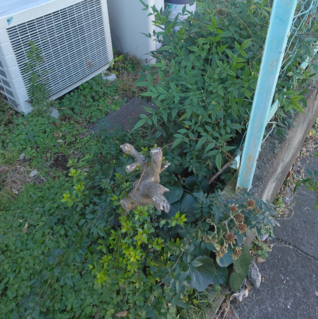 道路からの入り口部分にも、カットされた樹木の根元が残っていました。横浜市旭区